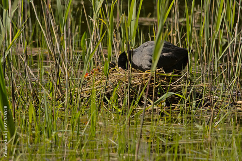 urasian coot with chicks in a nest hidden in the reed in a pool in Bourgoyen nature reserve, Ghent, Flanders, Belgium - Fulica atra  photo