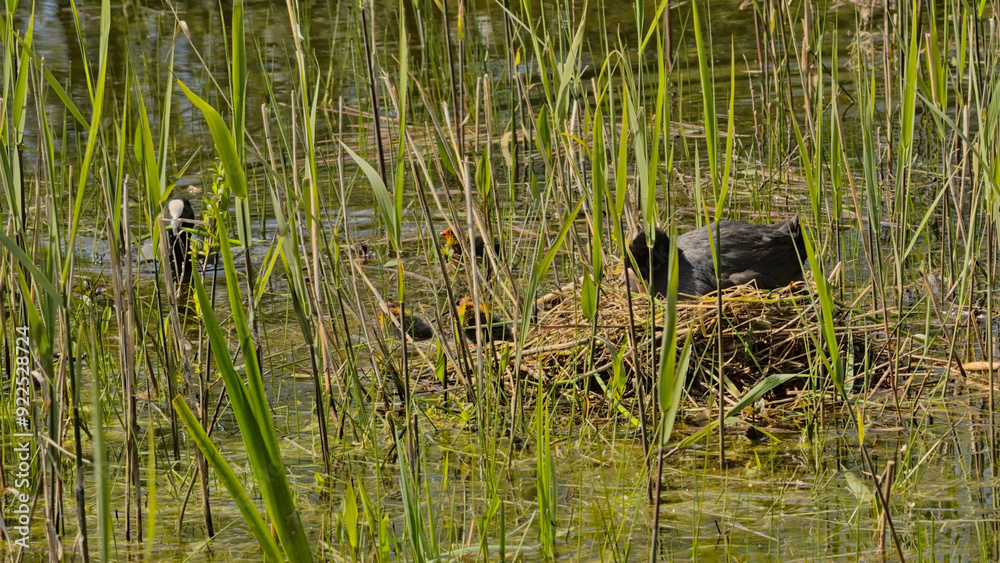 Fototapeta premium Eurasian coot with chicks in a nest hidden in the reed in a pool in Bourgoyen nature reserve, Ghent, Flanders, Belgium - Fulica atra 