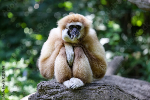 close up of a macaque