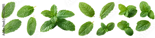 Fresh Mint Leaves Collection for Design Projects