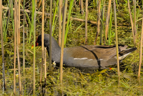 Moorhen hiding in the reed of the marsh in Bourgoyen nature reserve, Ghent, Flanders, Belgium - Gallinula  photo