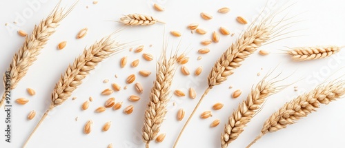 Wheat Ears and Grains on White Background