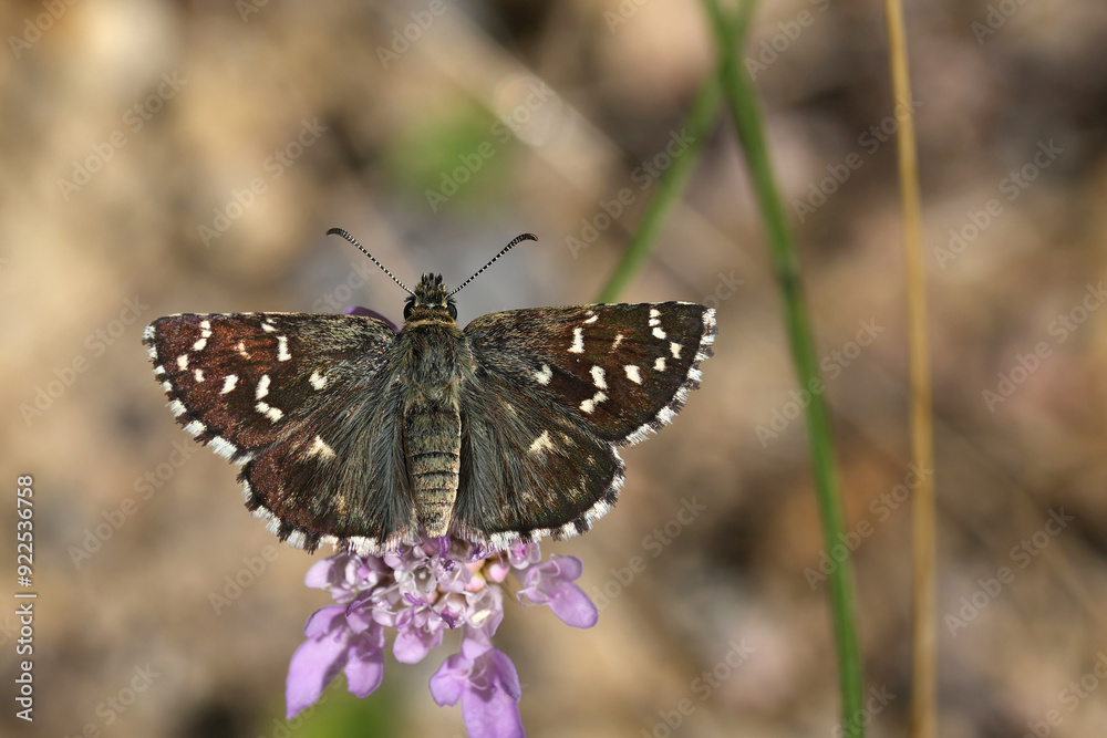 Obraz premium Natural closeup on a European Southern Grizzled Skipper butterfly, Pyrgus malvoides with spread wings on a scabious flower