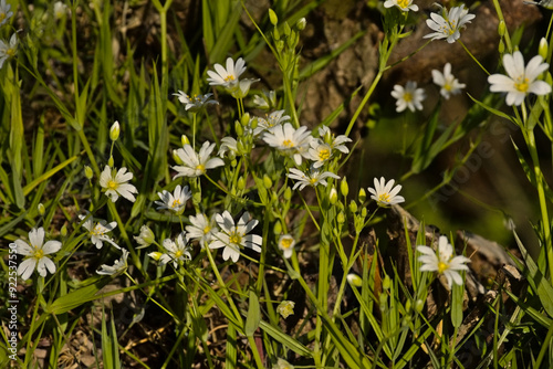  Sunny bright white wildflowers of greater stitchwort in springtime - Rabelera holostea  photo