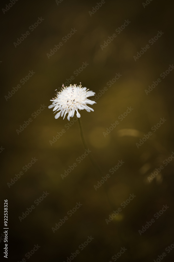 White flower in a meadow. Shallow depth of field. White flower in a meadow. Shallow depth of field.