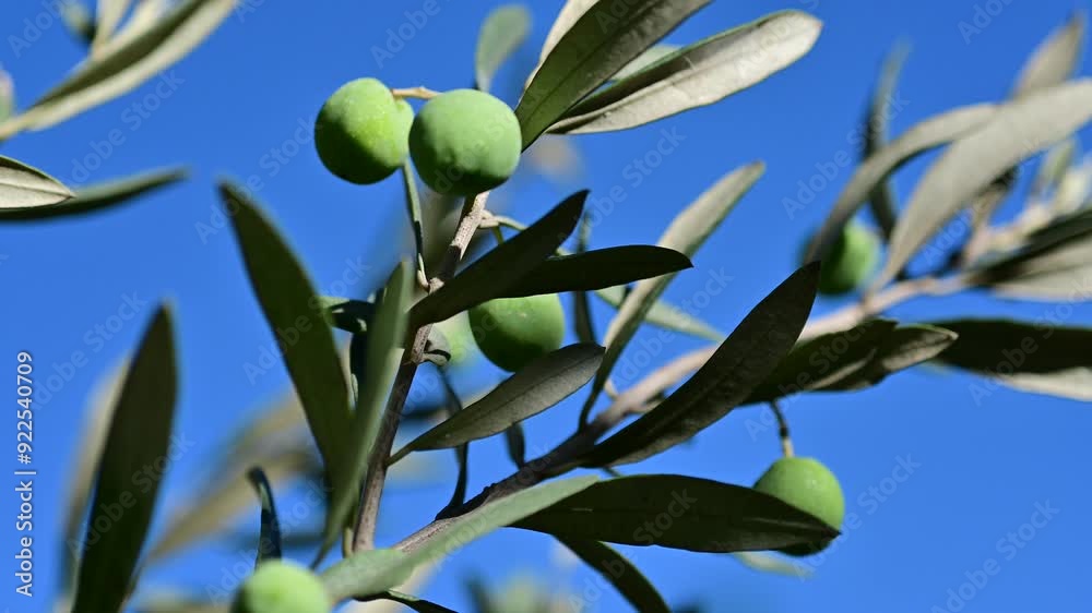 Green olives growing on olive tree branch
Close-up of green olives growing on a branch of an olive tree, surrounded by leaves, with natural sunlight highlighting the fruit.
Green olives growing on olive tree branch
Close-up of green olives growing on a branch of an olive tree, surrounded by leaves, with natural sunlight highlighting the fruit.