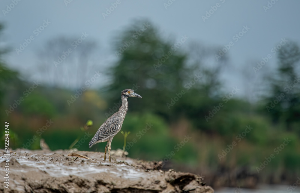 Yellow-crowned Night-heron (Nyctanassa violacea) adult walking on mud below mangroves