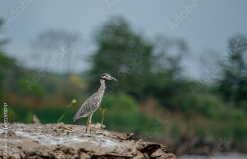 Obraz na płótnie Yellow-crowned Night-heron (Nyctanassa violacea) adult walking on mud below mangroves w salonie