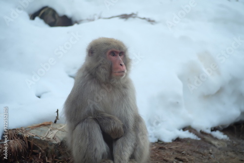 japanese monkey onsen