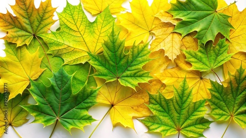 Vibrant green and yellow maple leaves juxtaposed on a clean white background, capturing the fleeting transition from summer to autumn's warm, golden hues.