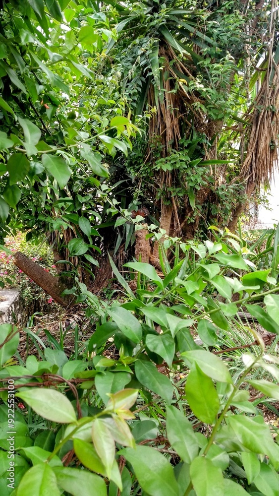 Ardilla entre plantas