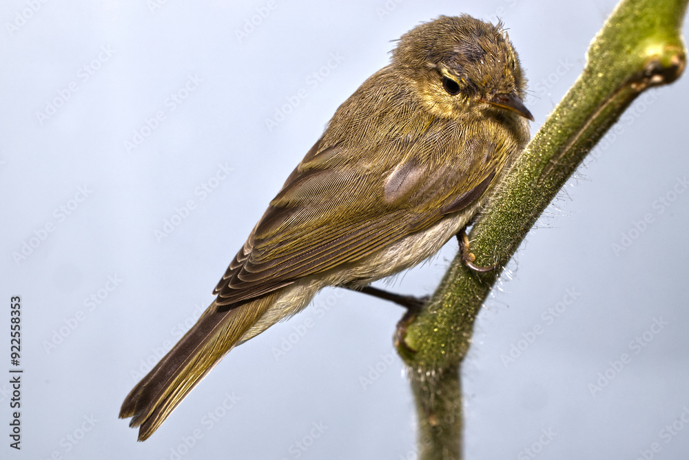 Fototapeta premium Small bird Common Chiffchaff sitting on a green stem with light background