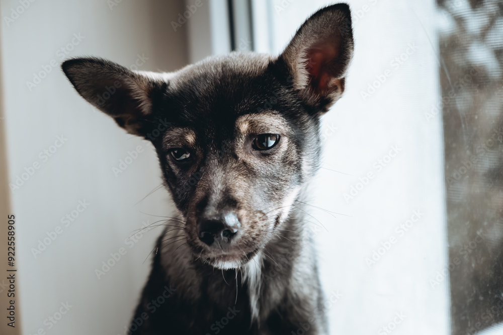 Portrait of bored dog sitting on windowsill. Pet with sad look. Homeless puppy waiting a new owner in shelter for animals. Loneliness concept. Depressed mood. Copy space. High quality photo Portrait of bored dog sitting on windowsill. Pet with sad look. Homeless puppy waiting a new owner in shelter for animals. Loneliness concept. Depressed mood. Copy space. High quality photo