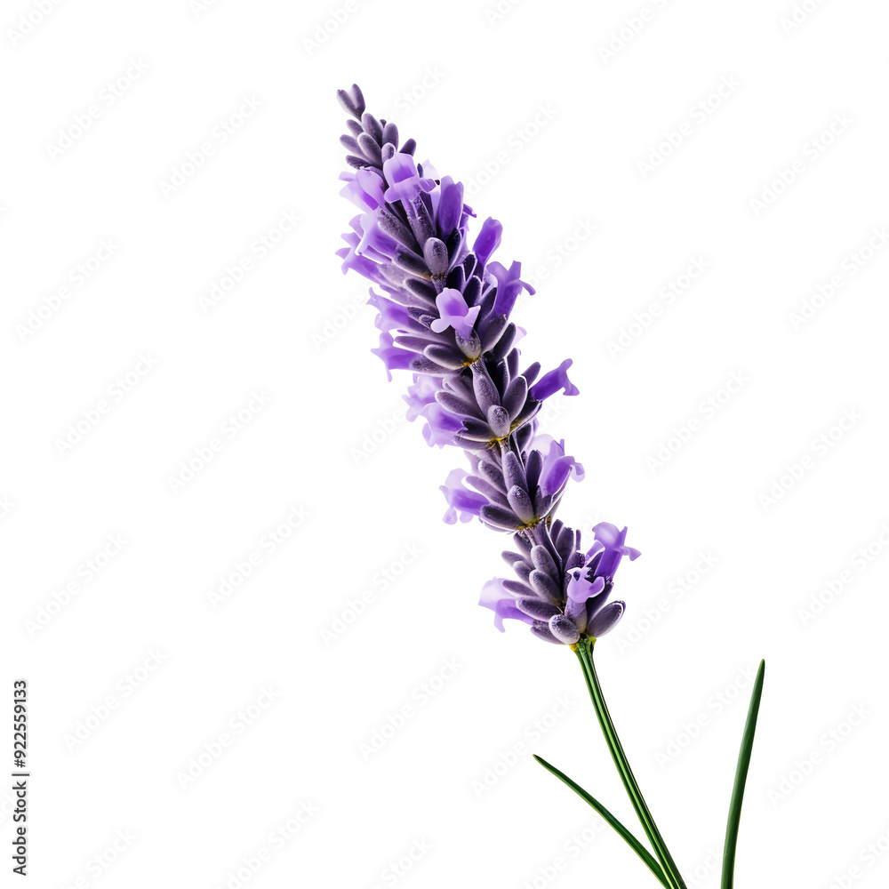 Close-up of a single lavender flower in full bloom, isolated on a white background. Ideal for botanical, aromatherapy, and floral-themed projects.