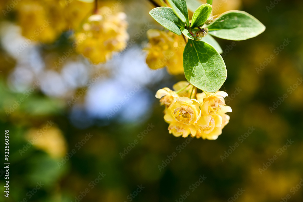 Obraz premium Yellow flowers in bloom. Berberis vulgaris or common barberry European or simply barberry shrub in genus Berberis native to Old World. Selective focus with copy space.