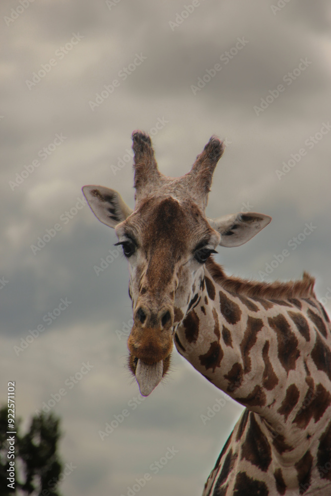 Fototapeta premium giraffe