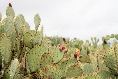 Desert landscape with prickly pear cactus