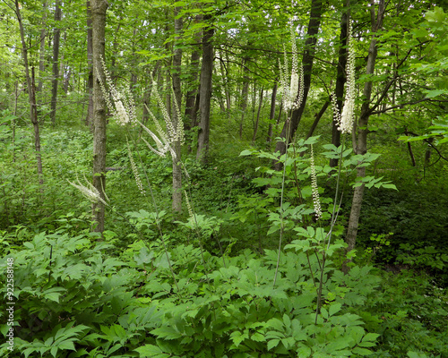 Actaea racemosa, the black cohosh, black bugbane, black snakeroot, rattle-top, or fairy candle, native North American woodland wildflower