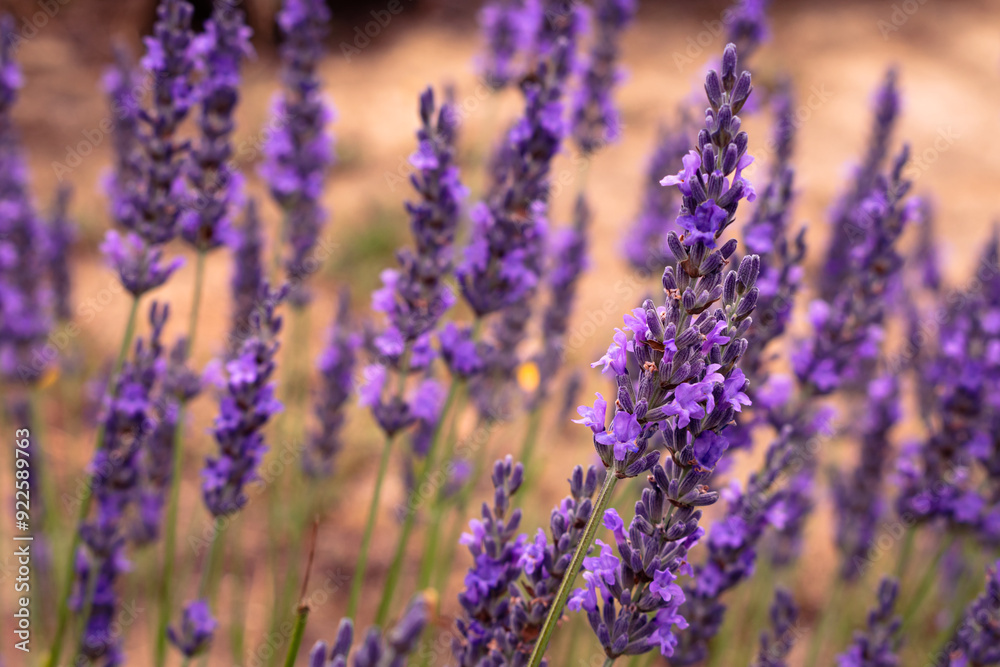 Obraz premium Sea of lavender flowers in a lavender field in the hungarian countryside