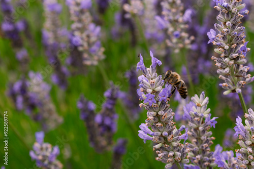 Bee looking for nectar of lavender flowers, pollinating the lavender field photo