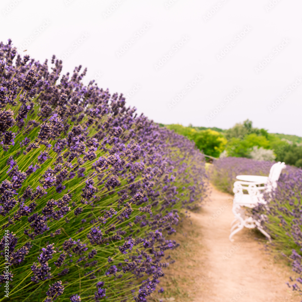 Obraz premium KŐRŐSHEGY, HUNGARY - JULY 5, 2021: The lavender fields of the Kőrőshegyi Levendulás near lake Balaton