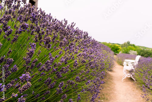 KŐRŐSHEGY, HUNGARY - JULY 5, 2021: The lavender fields of the Kőrőshegyi Levendulás near lake Balaton photo