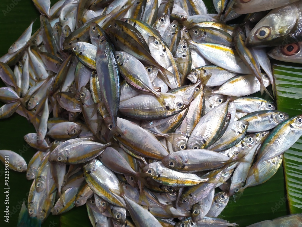 Fototapeta premium fresh fish at the market