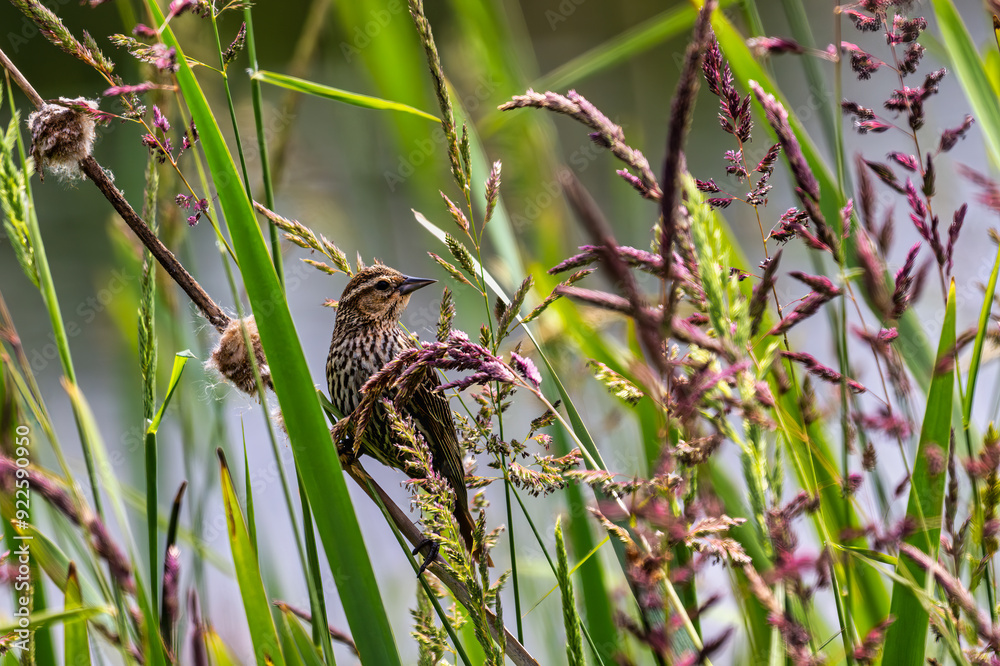 2024-06-18 A SONG BIRD PERCHED ON REED GRASS LOOKING RIGHT IN THE FRAME WITH A BLURRED BACKGROUND IN SEATTLE WASHINGTON 2024-06-18 A SONG BIRD PERCHED ON REED GRASS LOOKING RIGHT IN THE FRAME WITH A BLURRED BACKGROUND IN SEATTLE WASHINGTON