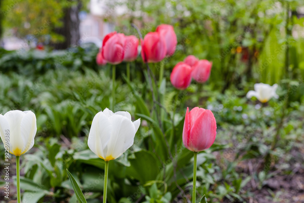 Bulbous flower that blooms every year in April, pink white tulips with very vibrant colors Bulbous flower that blooms every year in April, pink white tulips with very vibrant colors