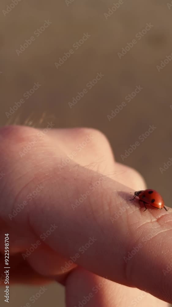 A small ladybug explores a person's fingertip on a warm day, showcasing its vibrant colors and delicate movements. A small ladybug explores a person's fingertip on a warm day, showcasing its vibrant colors and delicate movements.