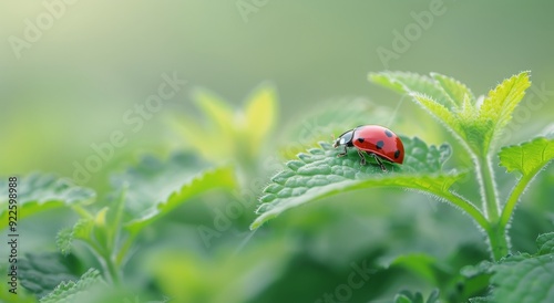 Ladybug Resting on Green Leaf in a Sunlit Garden