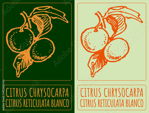 Vector drawing CITRUS CHRYSOCARPA. Hand drawn illustration. Latin name is CITRUS RETICULATA BLANCO.
 photo