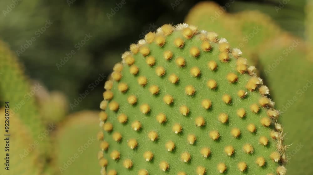Close up green cactus with yellow spines within a desert environment, city park in Barcelona, Montjuic. African background. Close up green cactus with yellow spines within a desert environment, city park in Barcelona, Montjuic. African background.