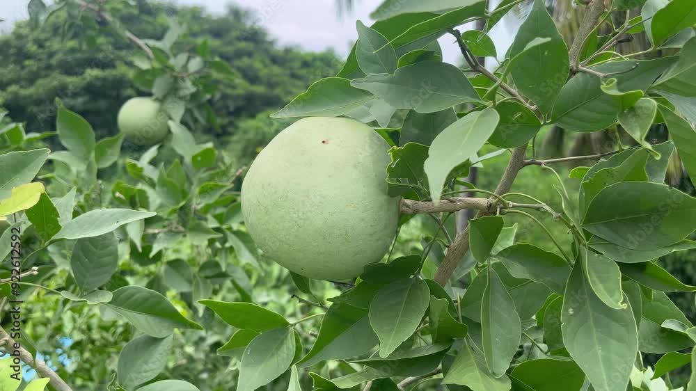 Indian bael (Aegle marmelos) wood apple golden apple Bengal quince Indian bael (Aegle marmelos) wood apple golden apple Bengal quince