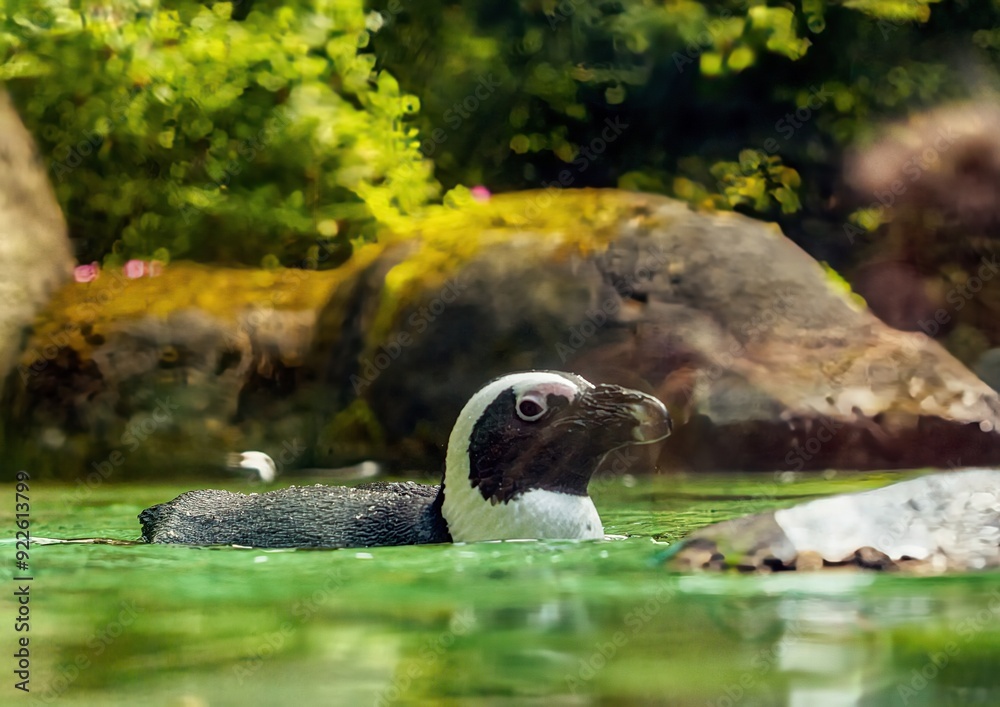 Close-up of a swimming African penguin