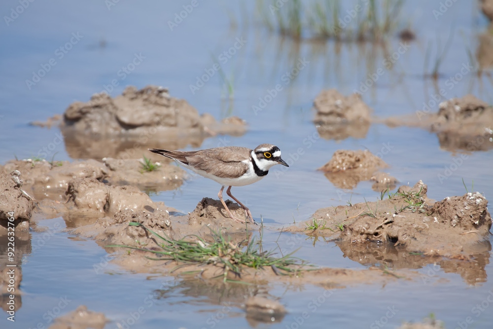Breeding Little ringed plover (Charadrius dubius) in an artesian spring, Kazakhstan Breeding Little ringed plover (Charadrius dubius) in an artesian spring, Kazakhstan