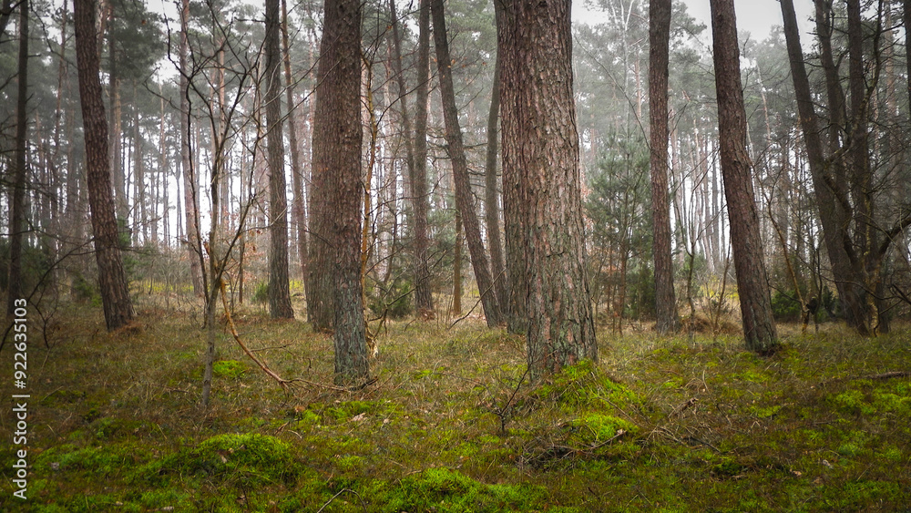 Obraz premium Pine forest, northern Poland.