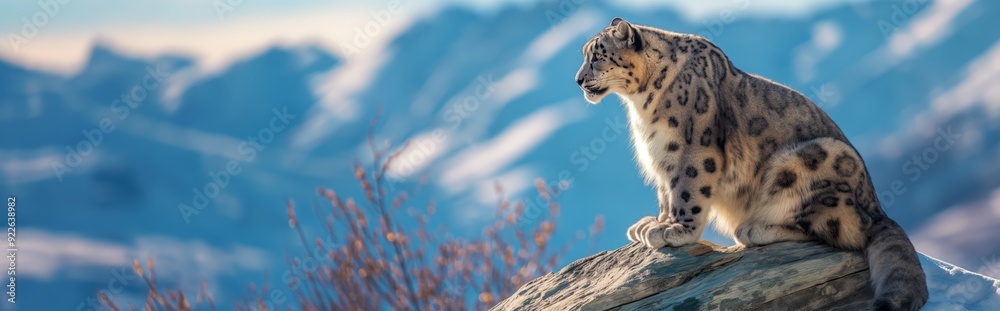 The snow leopard is sitting on a rock, its fur merges with the snow-covered background The snow leopard is sitting on a rock, its fur merges with the snow-covered background