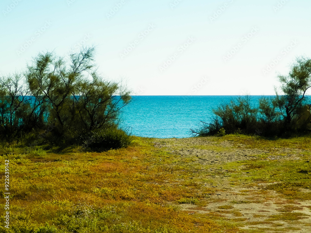 Dried trees on coastal area around the city of Vada, Tuscany Italy. Dried trees on coastal area around the city of Vada, Tuscany Italy.
