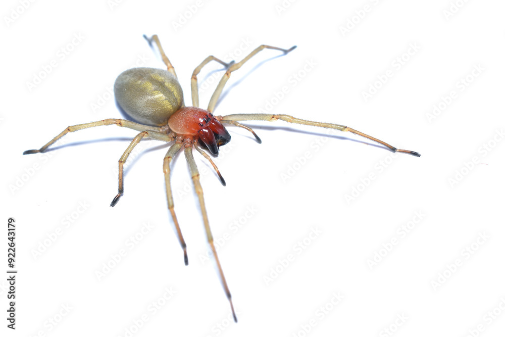 Closeup of a mature female of the infamous European Yellow Sac Spider (Cheiracanthium punctorium), photographed on white background. Closeup of a mature female of the infamous European Yellow Sac Spider (Cheiracanthium punctorium), photographed on white background.
