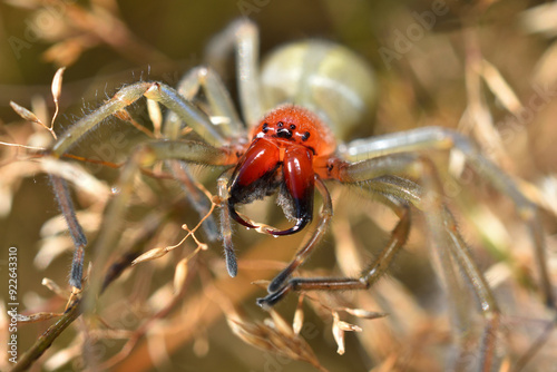 Closeup of the fangs and eyes of a mature female of the infamous European Yellow Sac Spider (Cheiracanthium punctorium), photographed in high grass on a German meadow.