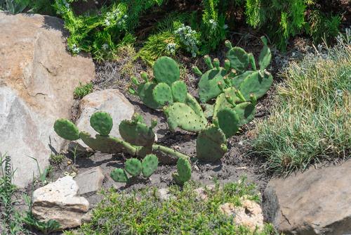 Garden cactus prickly pear and stone used in landscape design. Ornamental plant opuntia of family cactaceae with thorns in park. Obtaining carmine dye. Green indian succulent bush of tropical flower.