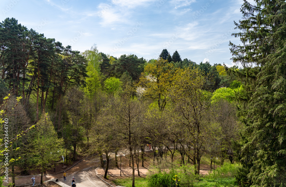 Obraz premium trees in the mountains