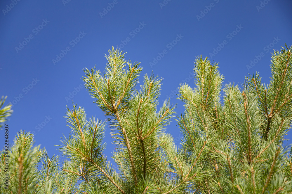 Vibrant Green Prickly Branches of a Fir or Pine Tree, Close-Up Nature Background Vibrant Green Prickly Branches of a Fir or Pine Tree, Close-Up Nature Background