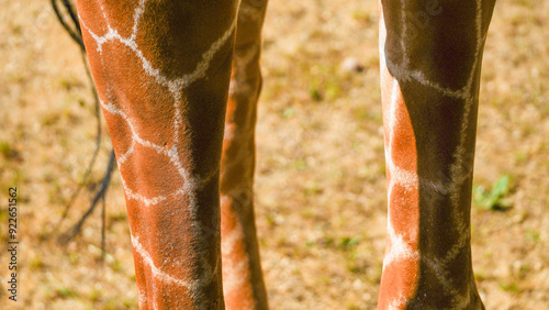 Genuine photograph of giraffe legs. Long skinny thin legs of different shapes and sizes with knobbly knees covered in a brown and white patterned skin.  African safari inspired background and texture. photo