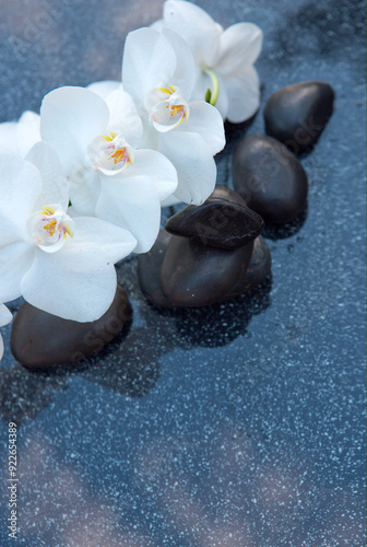 White orchid flowers and black spa stones on the gray background.