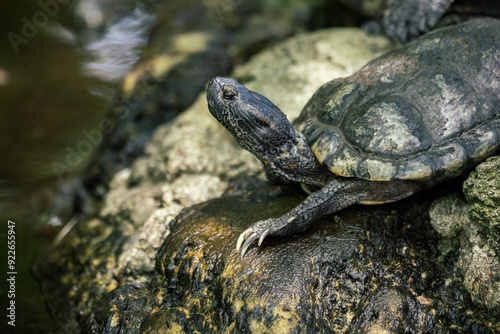 Turtle on the lake close up