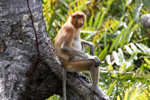 Male Proboscis Monkey in Borneo rainforest Sandakan Malaysia