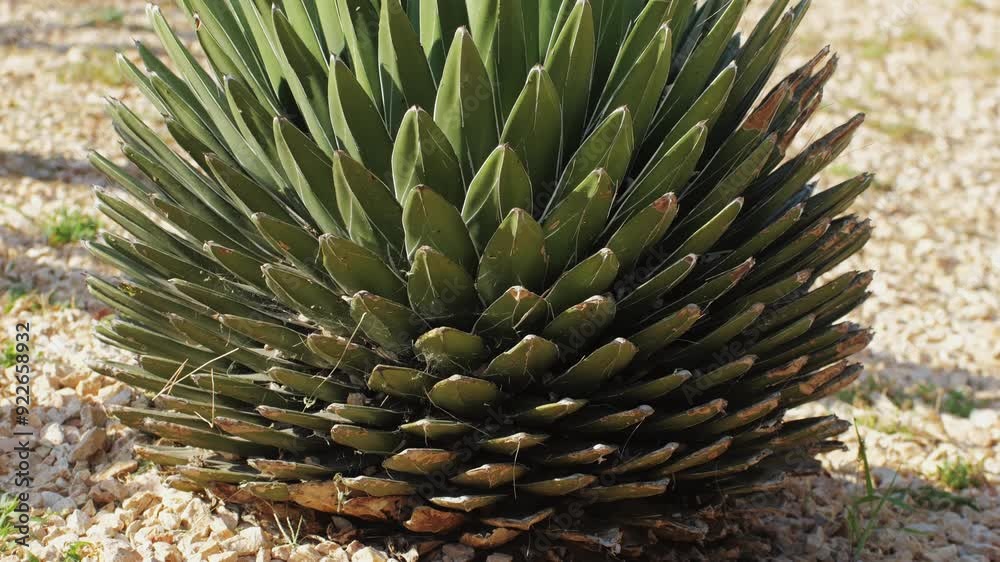 Close up green cactus with yellow spines within a desert environment, city park in Barcelona, Montjuic. African background. Close up green cactus with yellow spines within a desert environment, city park in Barcelona, Montjuic. African background.