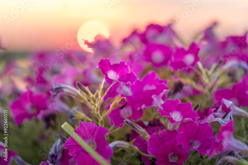 A field of pink flowers with a sun in the background